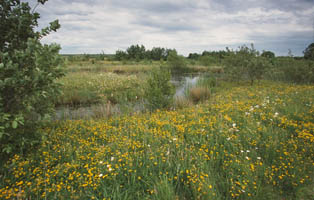 Old Moor RSPB SITE, Photo By Andy Hay