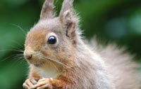 Squirrel from Brownsea Island, Dorset- photo Vicki Gri